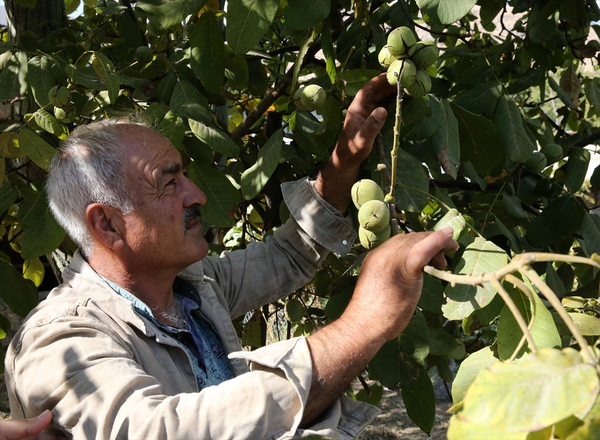 Ceviz yetiştiriciliğinin önemli merkezlerinden Bitlis'in Adilcevaz ilçesinde, hasadına başlanan...
