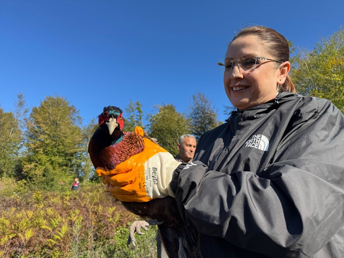 Doğa Koruma ve Milli Parklar (DKMP) Bölge Müdürlüğünce, Bartın'da fındıkta zarara neden olan...