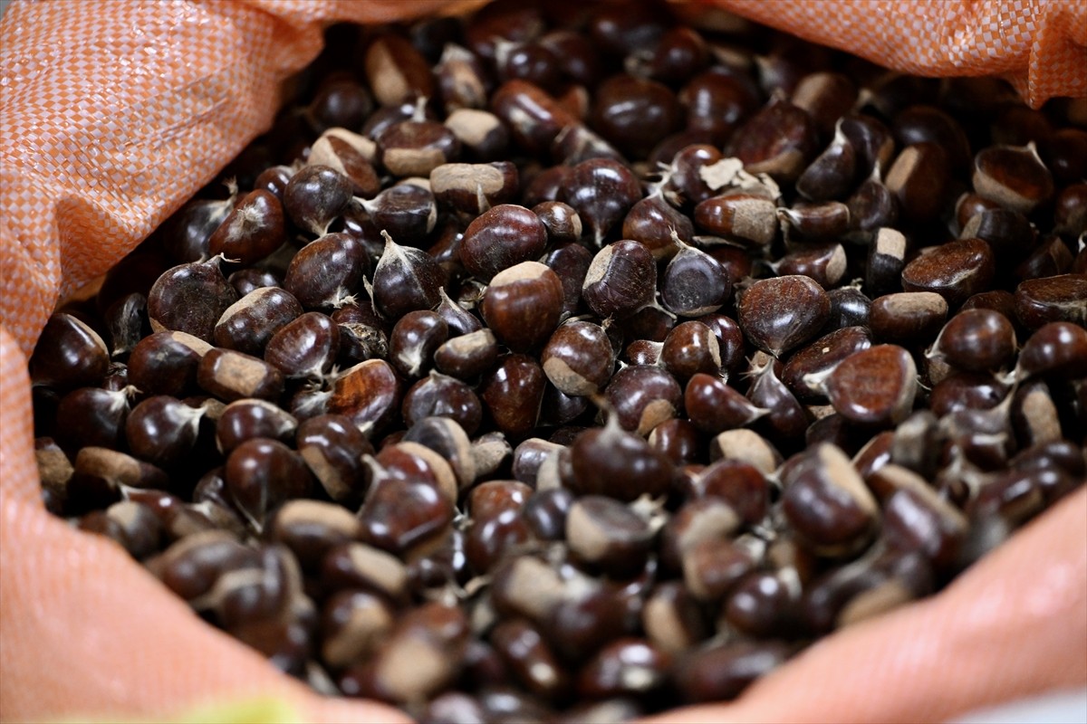 Düzce'de tadı, ince kabuğu ve aromasıyla ünlü coğrafi işaretli "Düzce kuzusu" kestanesi mezatı...