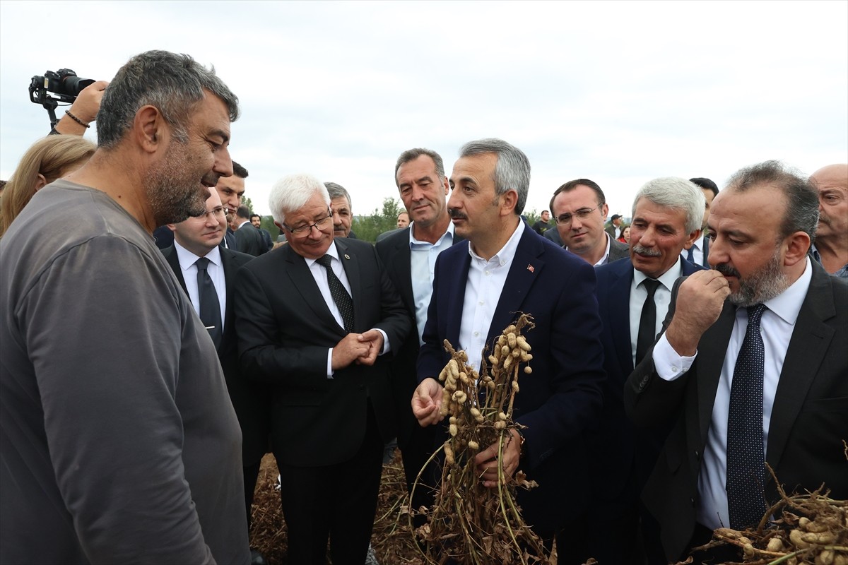 Edirne'nin Meriç ilçesine bağlı Alibey köyünde fıstık festivali düzenlendi. Edirne Valisi Yunus...