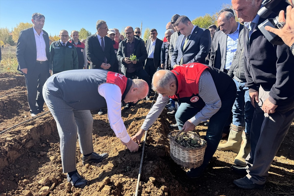 Elazığ'ın Maden ilçesinde çilek üretiminin artırılması amacıyla çiftçilere hibe destekli olarak...