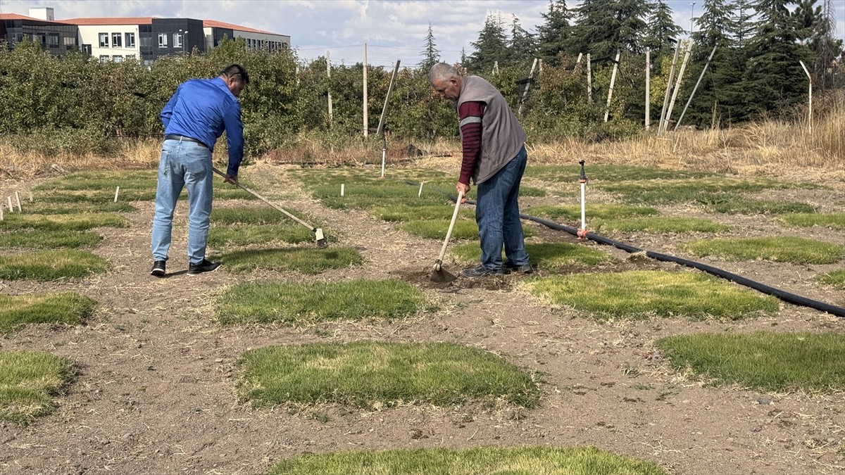 Erciyes Üniversitesinin (ERÜ) de yer aldığı "Küresel İklim Değişikliğine Toleranslı Çim Çeşitleri...