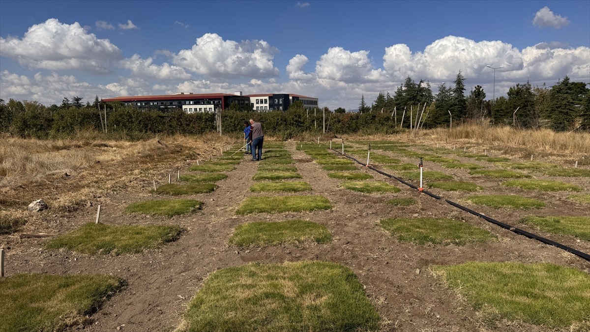 Erciyes Üniversitesinin (ERÜ) de yer aldığı "Küresel İklim Değişikliğine Toleranslı Çim Çeşitleri...