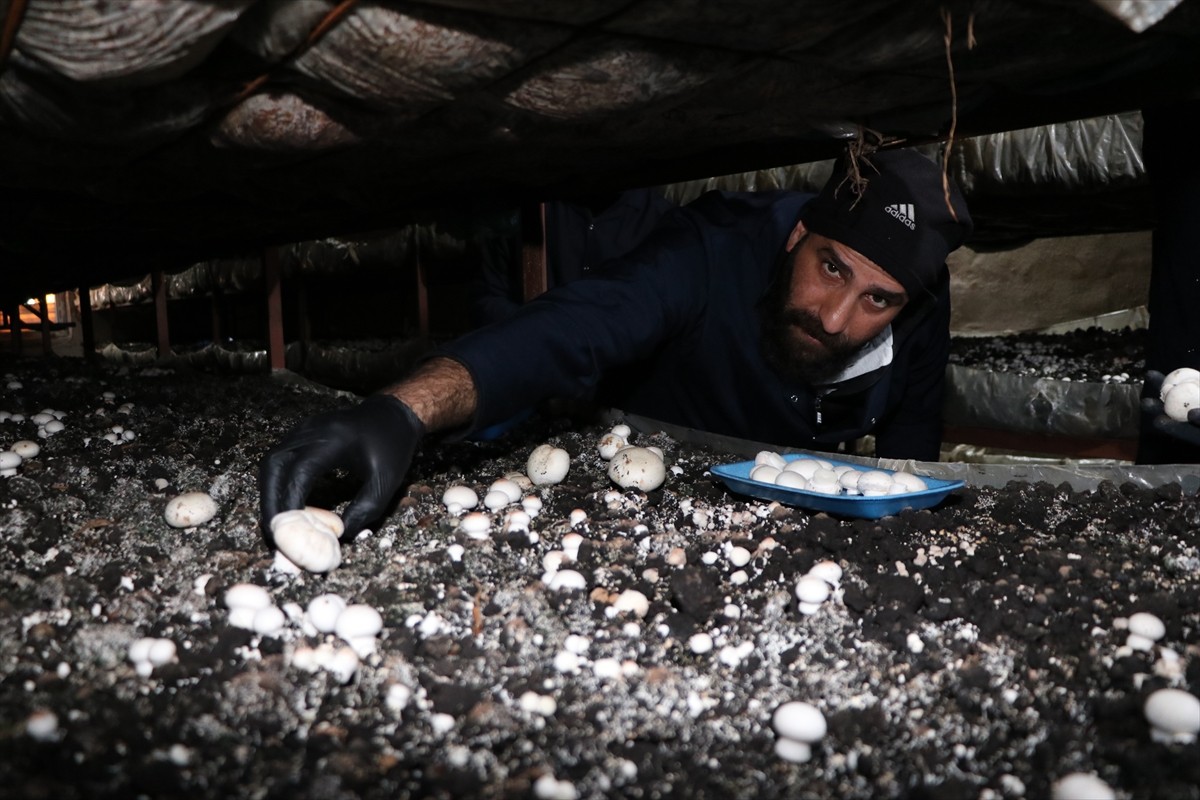Erzurum'un Pasinler ilçesinde devlet desteğiyle tesis kuran 3 çocuk annesi Nurcan Aktaş, istihdam...
