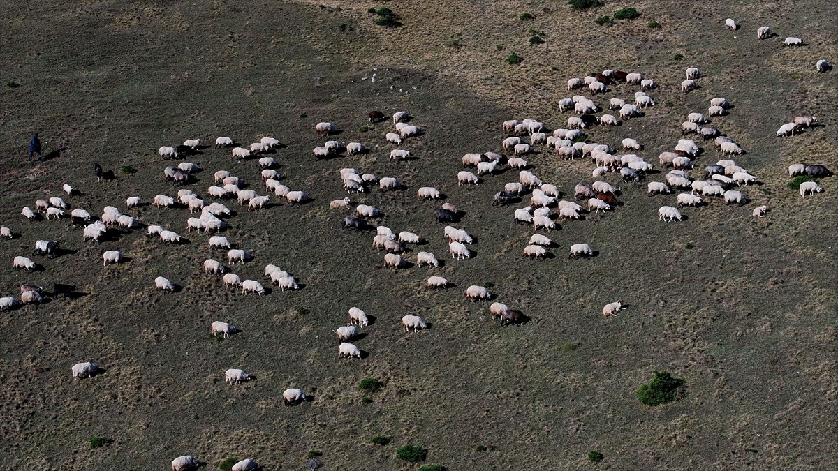 Gümüşhane-Trabzon il sınırındaki Zigana Dağı'nda yaşayan besiciler, sonbahara rağmen hayvanlarını...