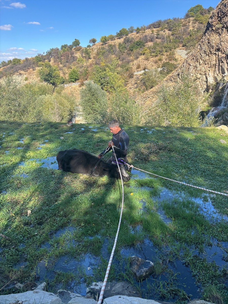 Isparta'da, şelale yakınlarında bataklığa saplanan büyükbaş hayvan, itfaiye ekipleri ile veteriner...
