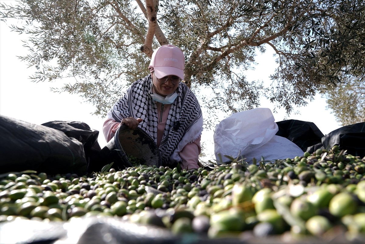 İsrail ordusu, Batı Şeria’nın El Halil kentine bağlı Siir beldesinde tarım arazilerine giden...