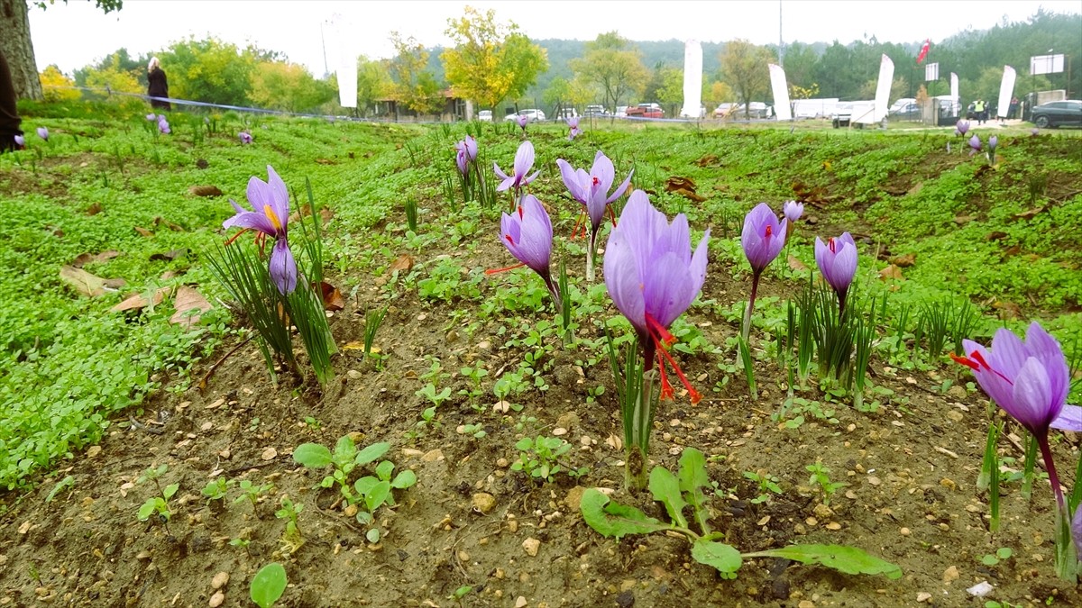 Karabük'ün UNESCO Dünya Mirası Listesi'nde yer alan Safranbolu ilçesinde düzenlenen "9. Safran...