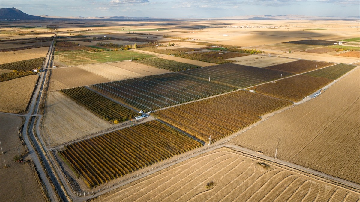 Karaman'da işçilerin, sezonun son elmalarını hasat etmek için bahçelerdeki hummalı çalışması...