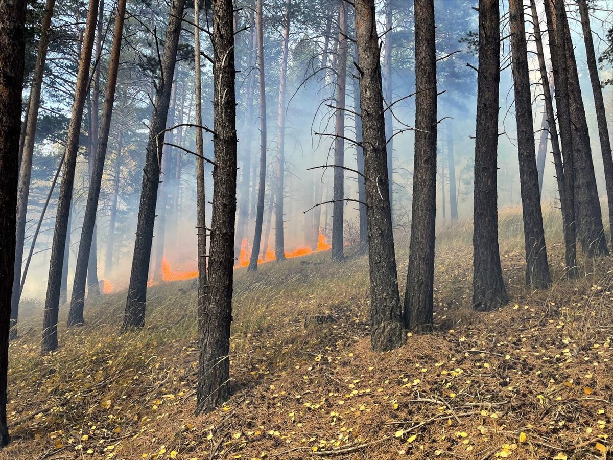 Kars'ın Sarıkamış ilçesinde ormanlık alanda çıkan örtü yangınında yaklaşık 1,5 hektar alan zarar...