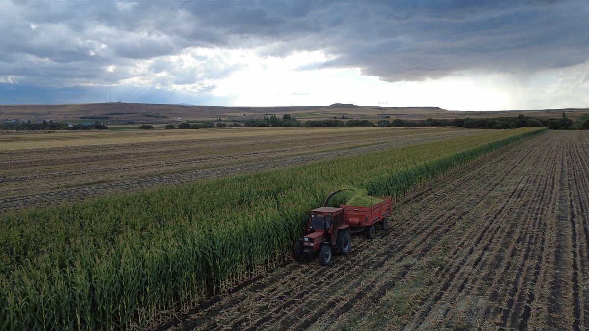 Kars'ta kış mevsimi öncesi hayvanların yem ihtiyacının karşılanması için ekilen silajlık mısır...