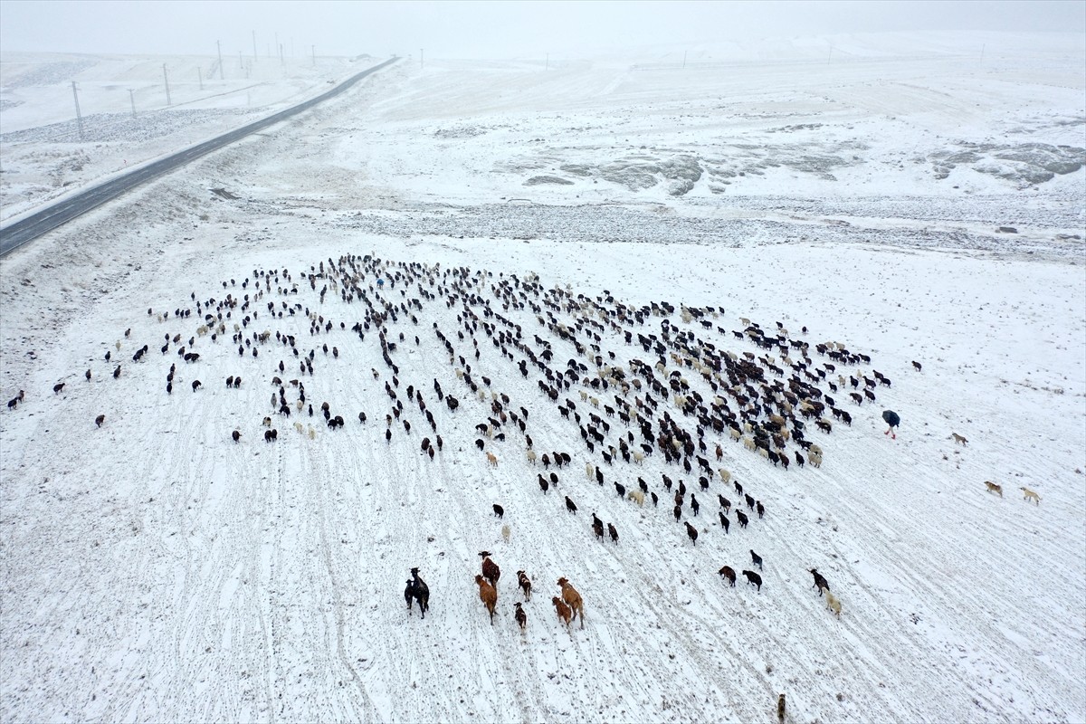 Kars'ta yaz boyunca yaylada hayvansal üretim yapan göçerler, dönüş yolunda karla karşılaştı. İl...