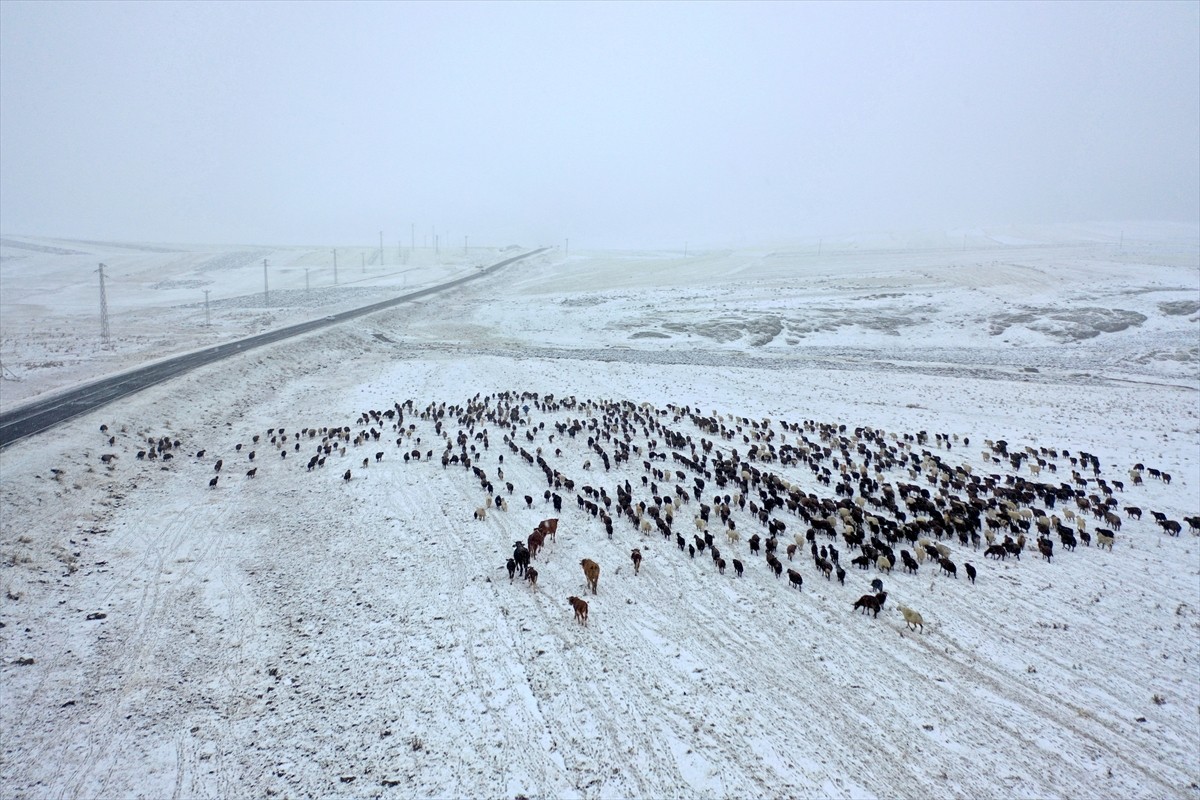 Kars'ta yaz boyunca yaylada hayvansal üretim yapan göçerler, dönüş yolunda karla karşılaştı. İl...