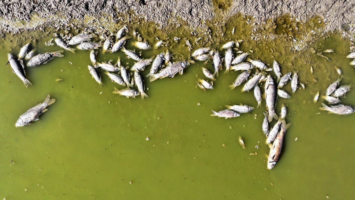Kayseri'nin Felahiye ilçesinde suları çekilen Tozlu Göleti kıyısında balık ölümleri...