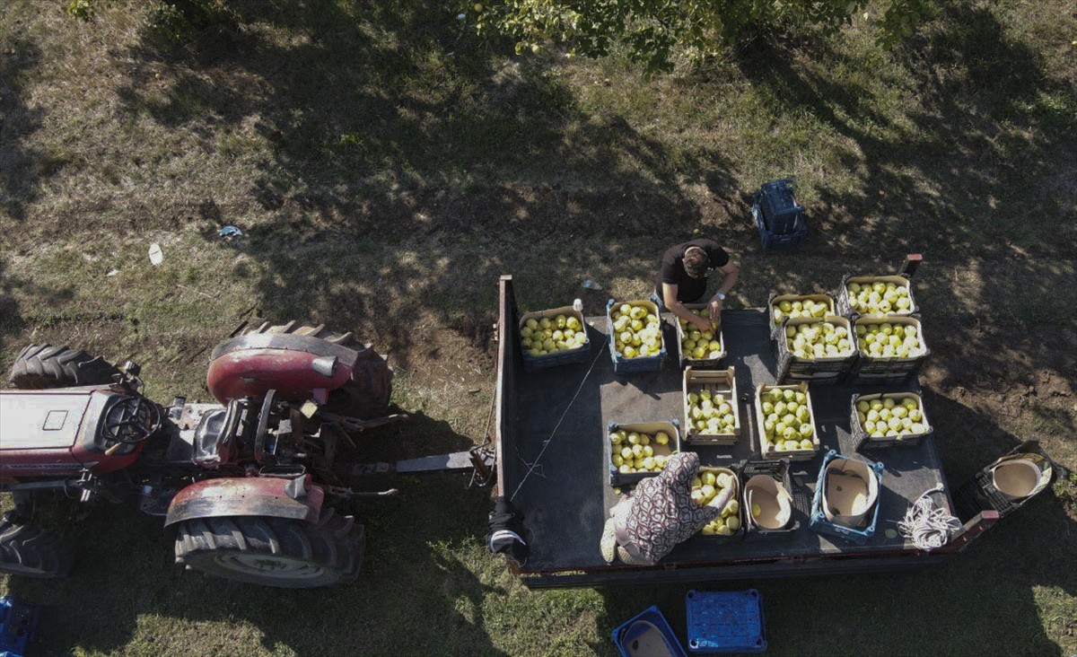 Kocaeli'nin Kartepe ilçesinde üretilen ve lezzetiyle bilinen coğrafi işaretli Eşme ayvasının...