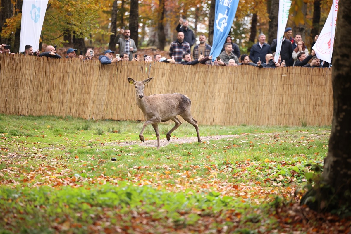Kocaeli Büyükşehir Belediyesi ve Doğa Koruma ve Milli Parklar Genel Müdürlüğü işbirliğiyle hayata...