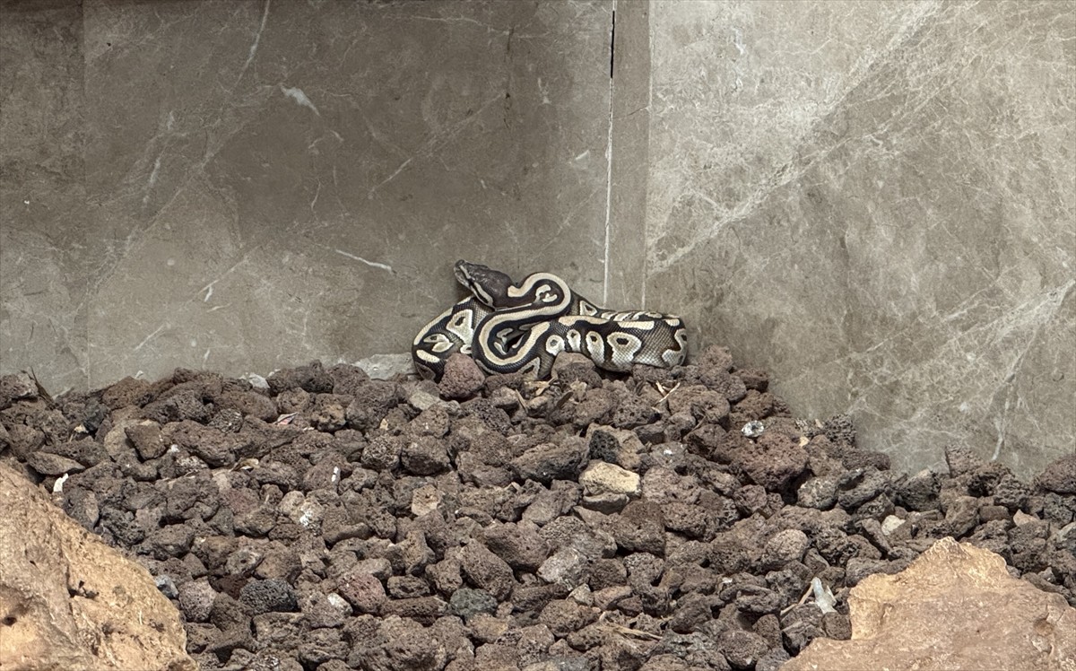 Konya'da polis ekiplerince bir kişinin cebinde bulunan yavru piton, Karatay Belediyesi Hayvanat...