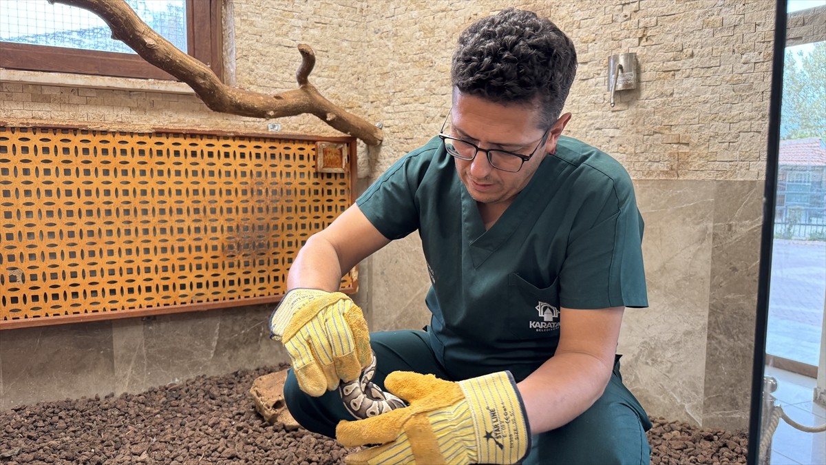 Konya'da polis ekiplerince bir kişinin cebinde bulunan yavru piton, Karatay Belediyesi Hayvanat...