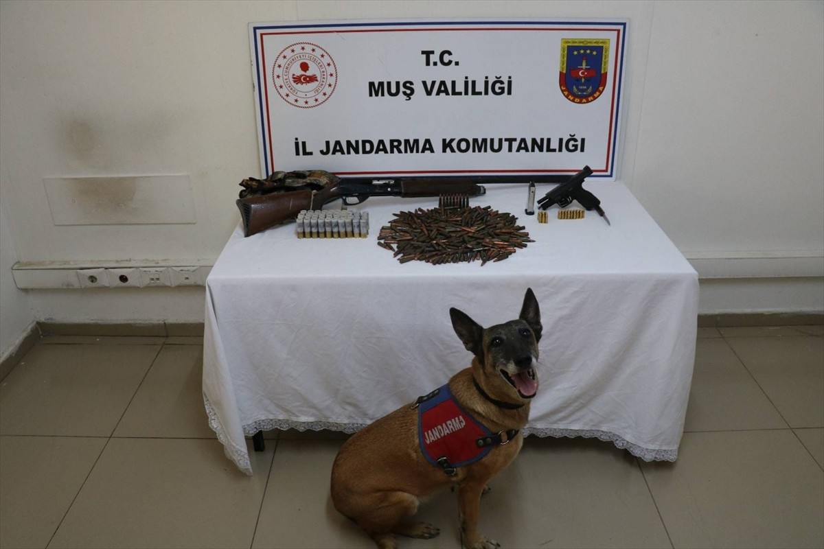 Muş'ta jandarma ekiplerince tezek birikintisinin altına gömülmüş silah ve mühimmat ele geçirildi...