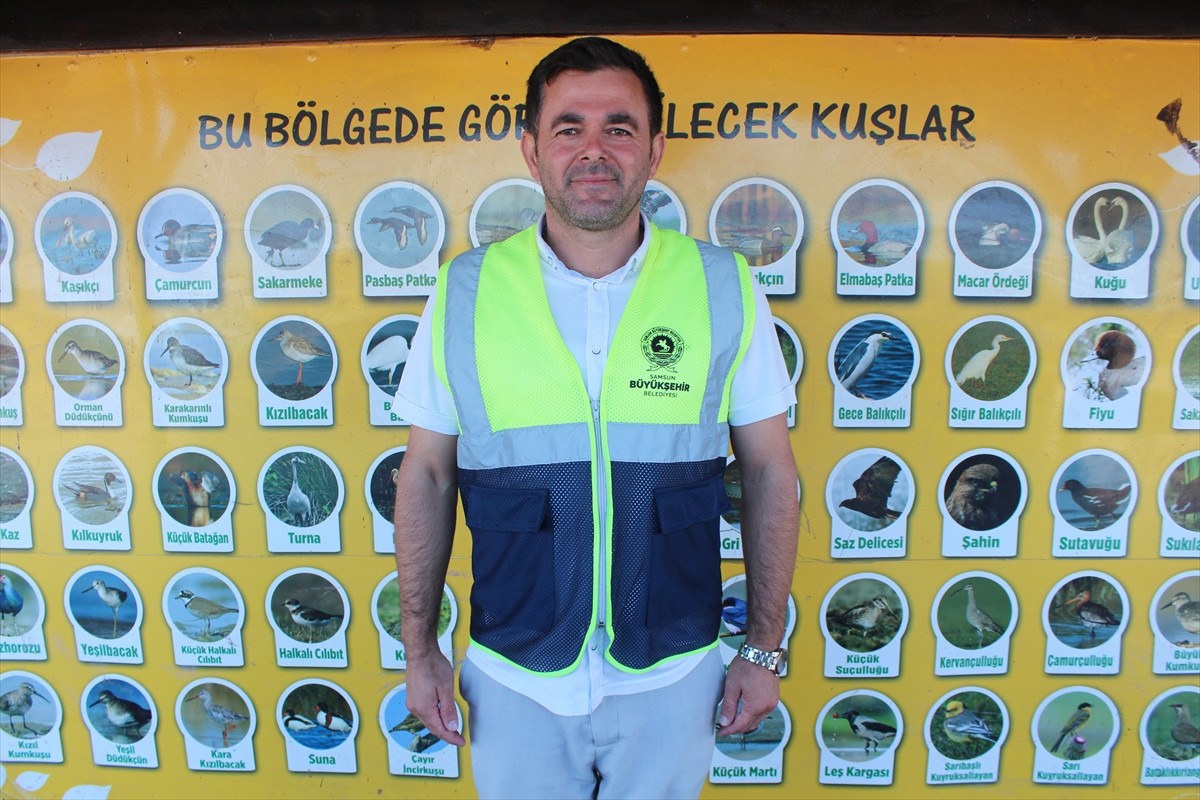 Samsun'da bulunan Kızılırmak Deltası Kuş Cenneti, sonbahar göçleriyle kuğulara da ev sahipliği...