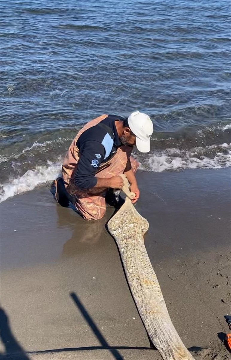 Samsun'da yapılan denetimlerde kaçak avlanan 1 ton kum midyesi ele geçirildi.