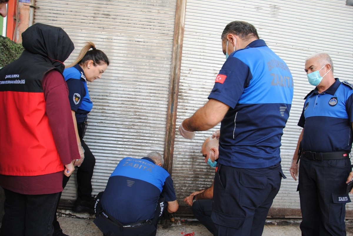 Şanlıurfa'da zabıta ekiplerince yapılan denetimlerde yaklaşık 1 ton bozulmuş et ele geçirildi....