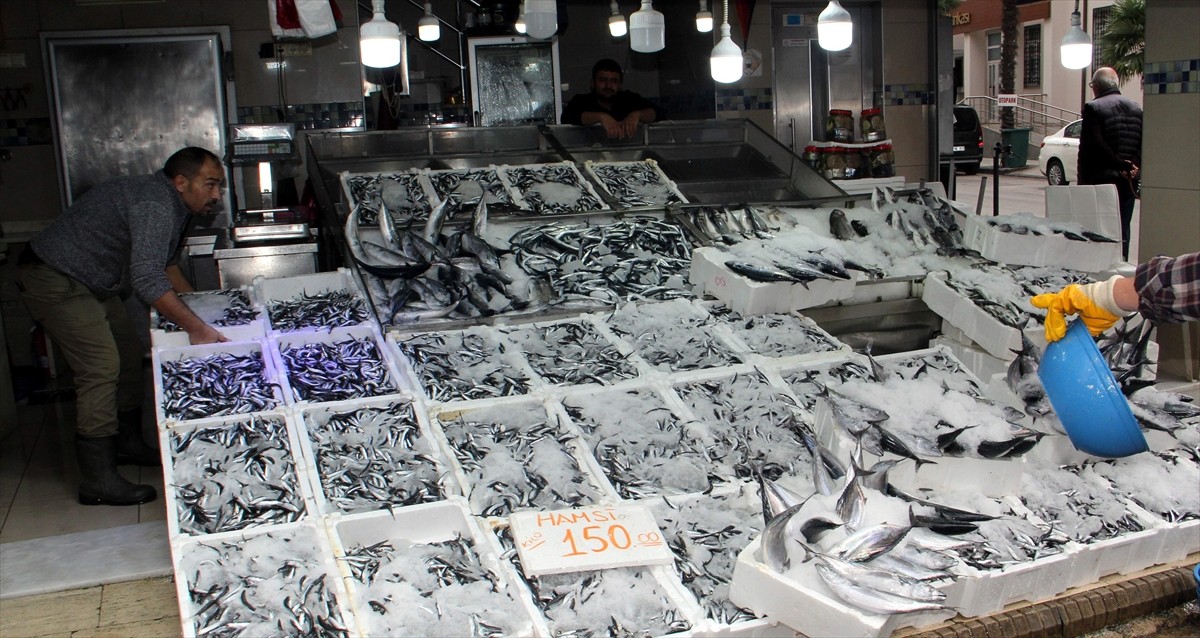 Sinop'ta denize açılan balıkçılar bol miktarda hamsi avladı. Kentteki balıkçıların tezgahlarında...