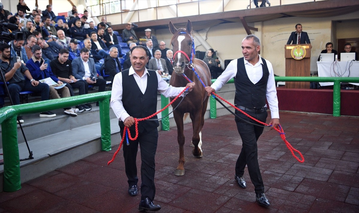 Tarım İşletmeleri Genel Müdürlüğü'nün (TİGEM) 15 baş safkan elit Arap koşu tayı müzayedesi...