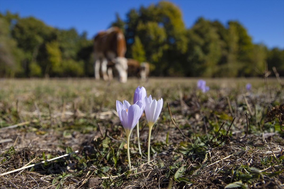 Tunceli'nin Ovacık ilçesinde sonbaharın gelişiyle Munzur Vadisi Milli Parkı'nda açan vargit...