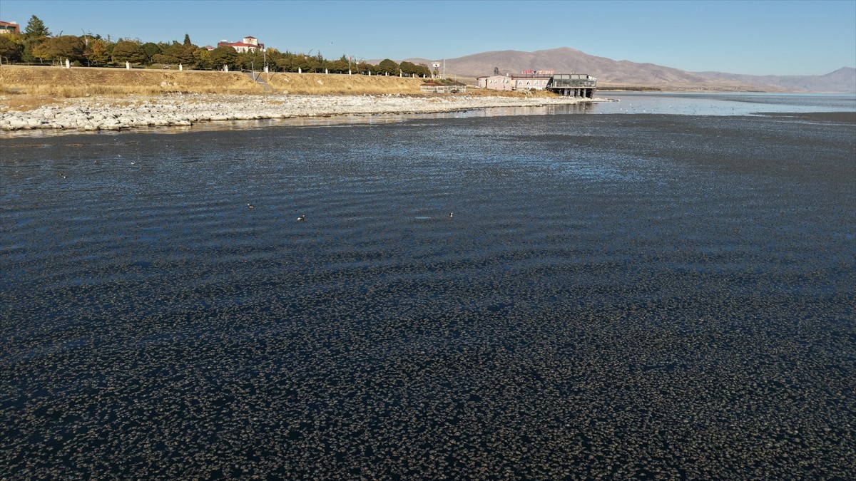 Van'ın Erciş ilçesinde Van Gölü'nün kıyıya yakın bazı noktalarında yosun tabakası oluştu....
