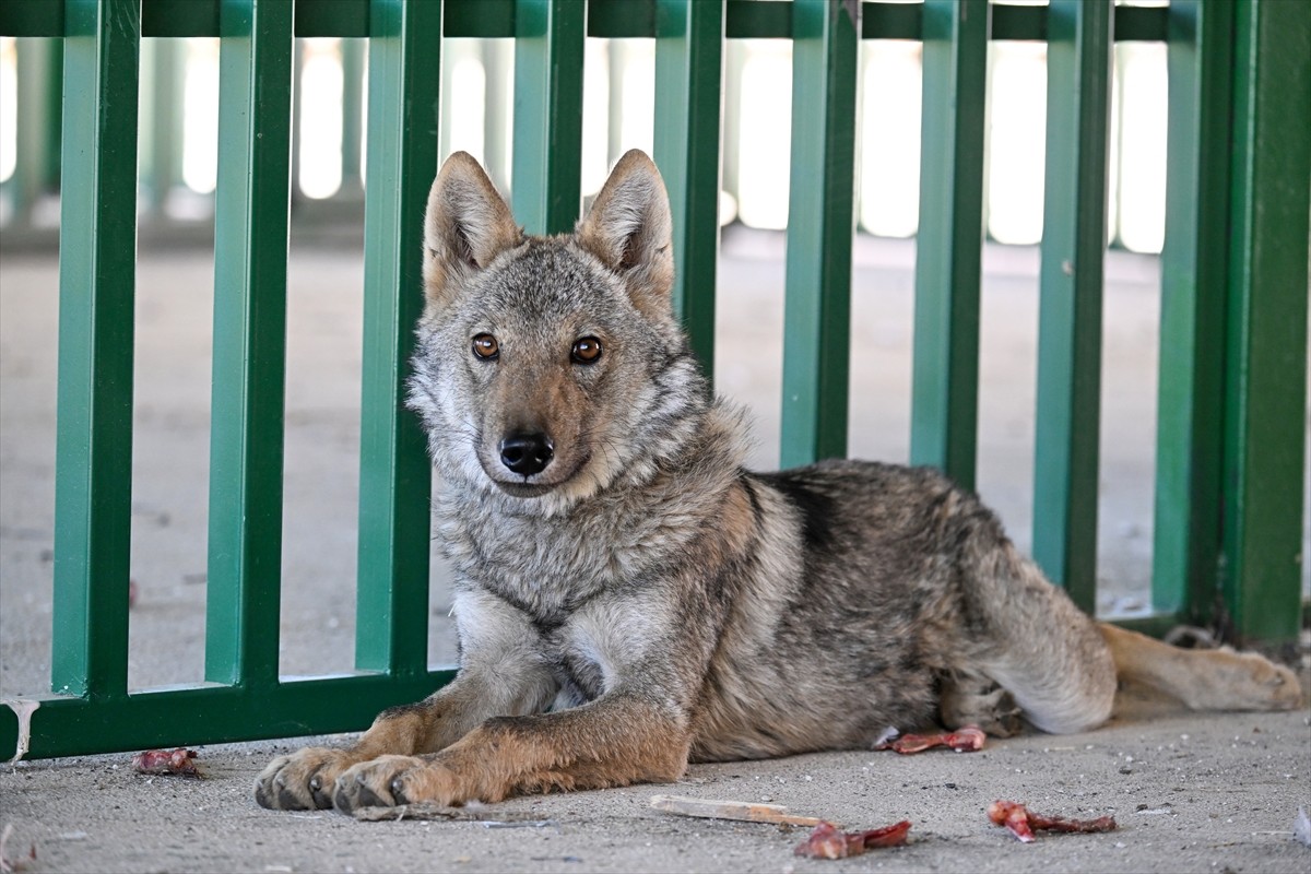 Van'ın Muradiye ilçesinde zincirle bağlanarak alıkonulan kurt, Van Yüzüncü Yıl Üniversitesi (YYÜ)...