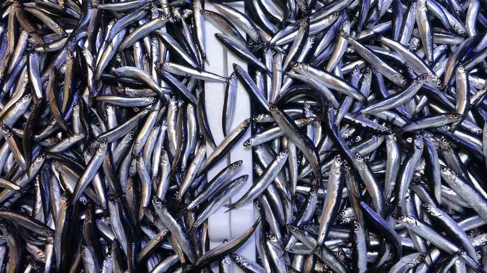 19 ÜLKEYE YAPILAN HAMSİ İHRACATINDAN YAKLAŞIK 13 MİLYON DOLAR DÖVİZ GELİRİ ELDE EDİLDİ