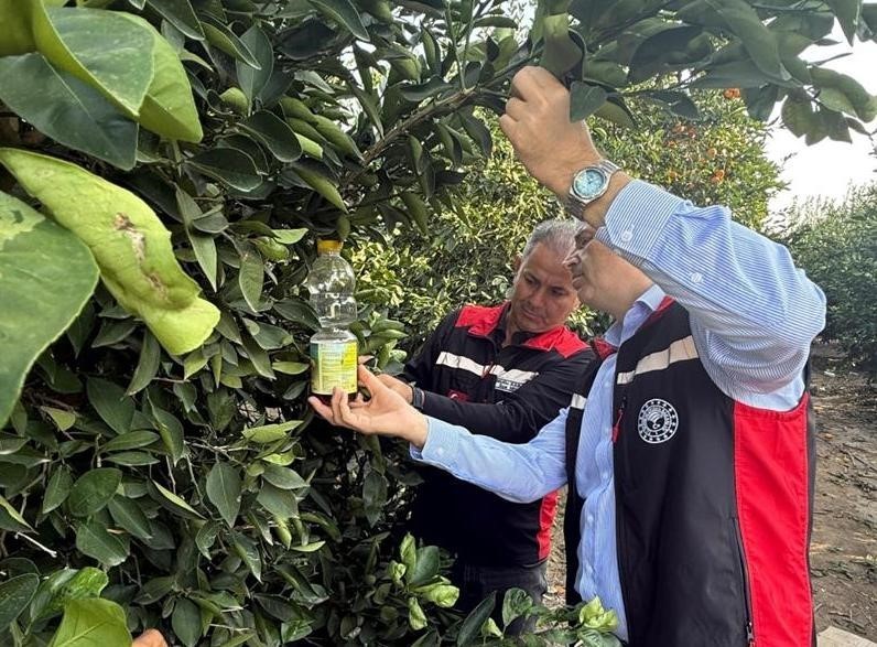 ADANA’DA NARENCİYEDE HASADIN BAŞLAMASIYLA BİRLİKTE, AĞAÇ DİPLERİNE DÖKÜLEN VE AĞAÇTA KALAN ÜRÜNDEN...