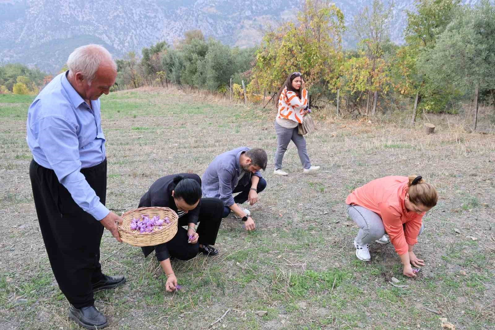 ADANA’NIN KOZAN İLÇESİNDE ÜRETİCİ ALİ GÖK TARAFINDAN 20 YILDIR BÖLGEDE YETİŞTİRİLEN DÜNYANIN EN...