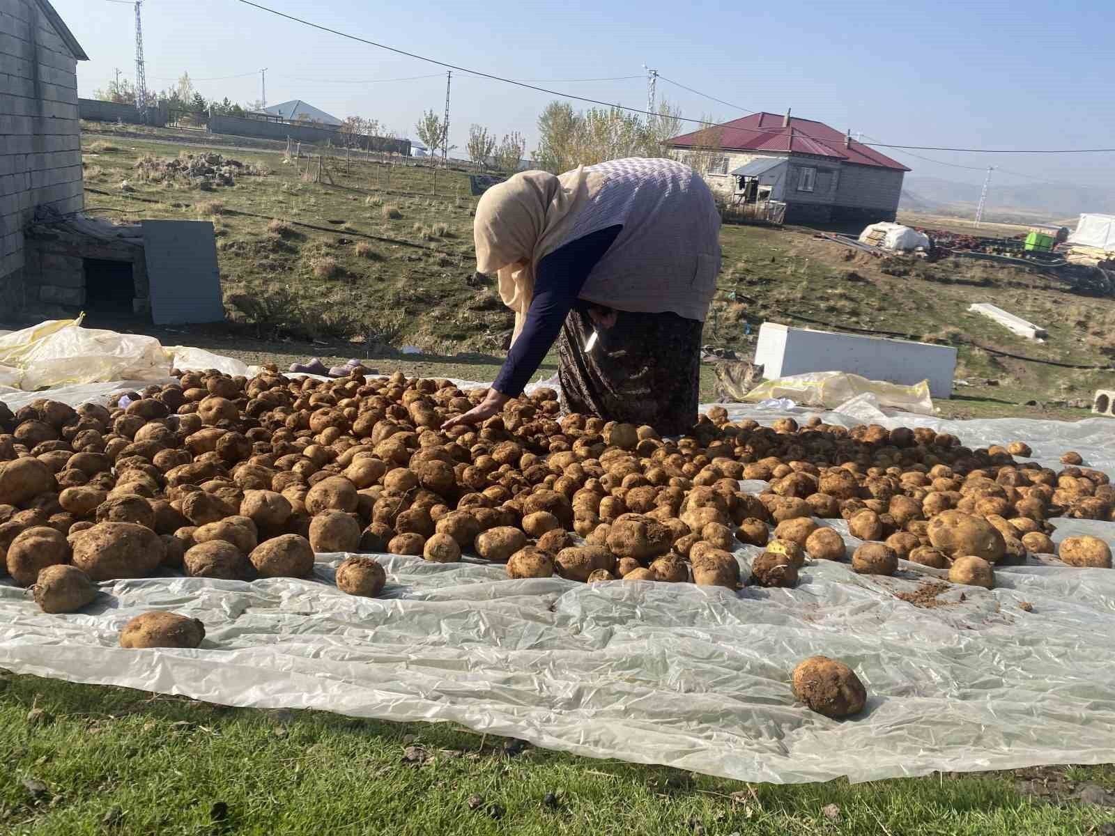 AĞRI’DA KIŞLIK PATATESLER GELENEKSEL YÖNTEMLE TOPRAĞA GÖMÜLEREK KORUNUYOR