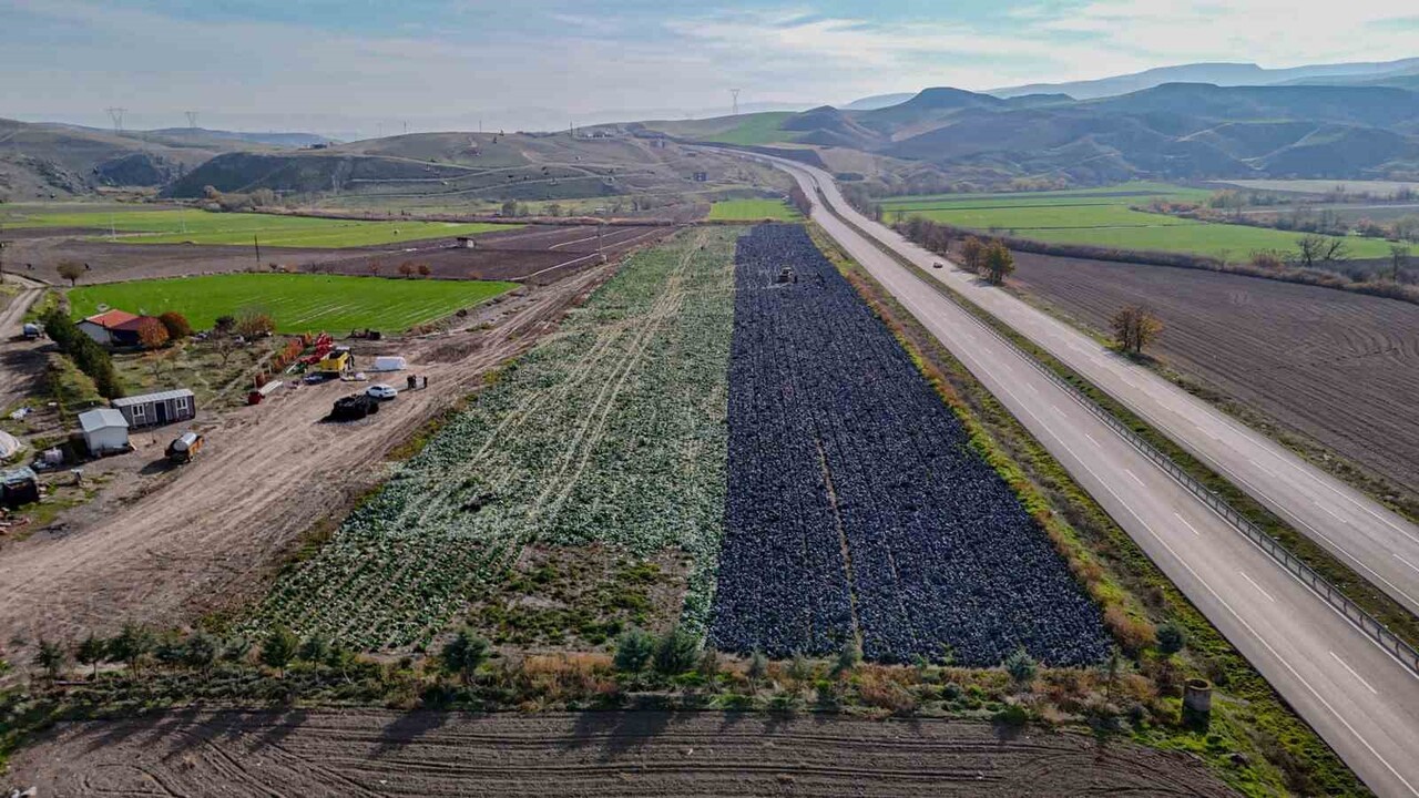 ANKARA'NIN BEYPAZARI İLÇESİNDE ‘MOR LAHANA' HASADINDA SONA YAKLAŞILIRKEN, TARLAYA GİREN ÇİFTÇİLER...