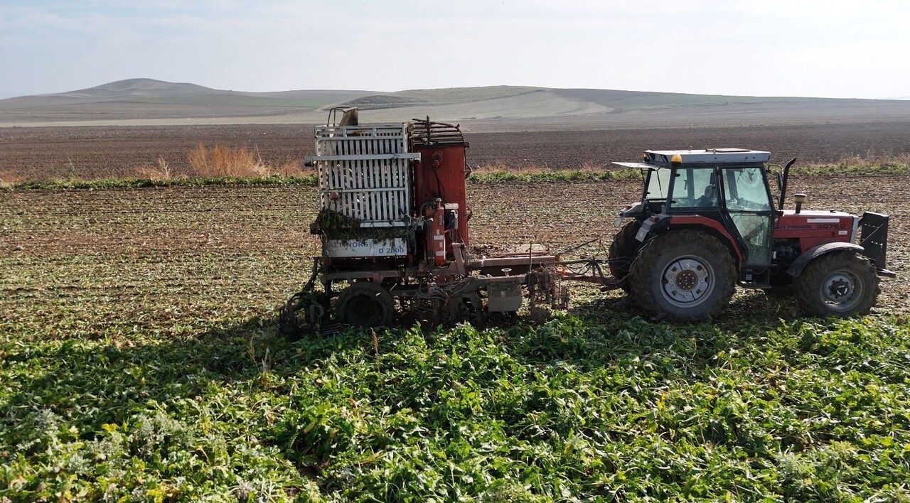 ANKARA’NIN POLATLI İLÇESİNDE ŞEKER PANCARI HASADI SONA YAKLAŞIRKEN, GÜN DOĞMADAN TARLAYA GİREN...