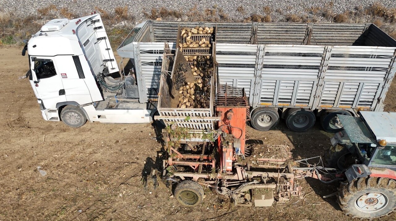ANKARA’NIN POLATLI İLÇESİNDE ŞEKER PANCARI HASADI SONA YAKLAŞIRKEN, GÜN DOĞMADAN TARLAYA GİREN...