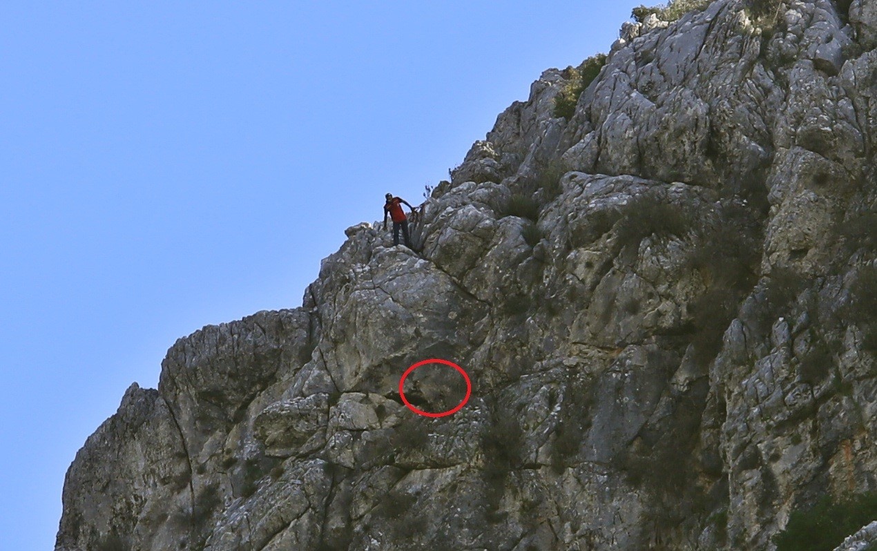 ANTALYA’NIN DÖŞEMEALTI İLÇESİNDE KURTLARIN SALDIRISINA UĞRAYAN SÜRÜDEN KURTULMAK İÇİN UÇURUMA...