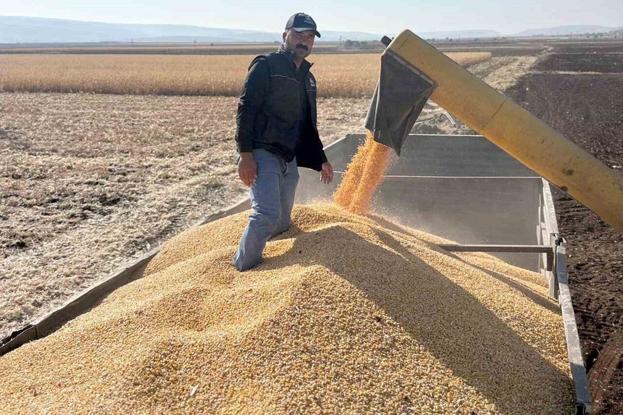 ARABAN OVASI’NDA MISIR HASADINA BAŞLANDI