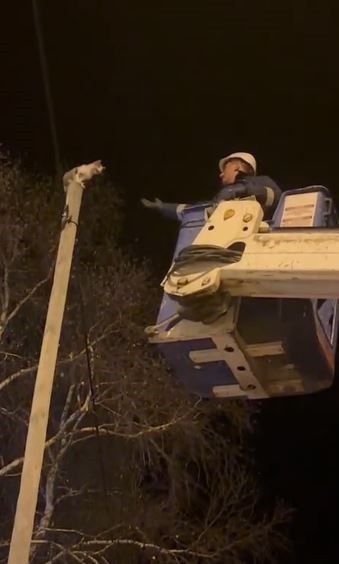 ARDAHAN'DA ÇIKTIĞI DİREĞİN TEPESİNDE MAHSUR KALAN KEDİ, ARAS ELEKTRİK DAĞITIM AŞ (EDAŞ) EKİPLERİ...