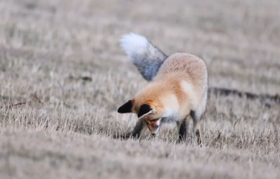 ARDAHAN’IN POSOF İLÇESİNDE, DOĞADA AÇ KALAN BİR KIZIL TİLKİNİN FARE AVLAMASI KAMERALARA...