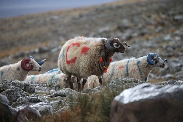 ARPAÇAY’DA KOÇ KATIMI(KARS-İHA)