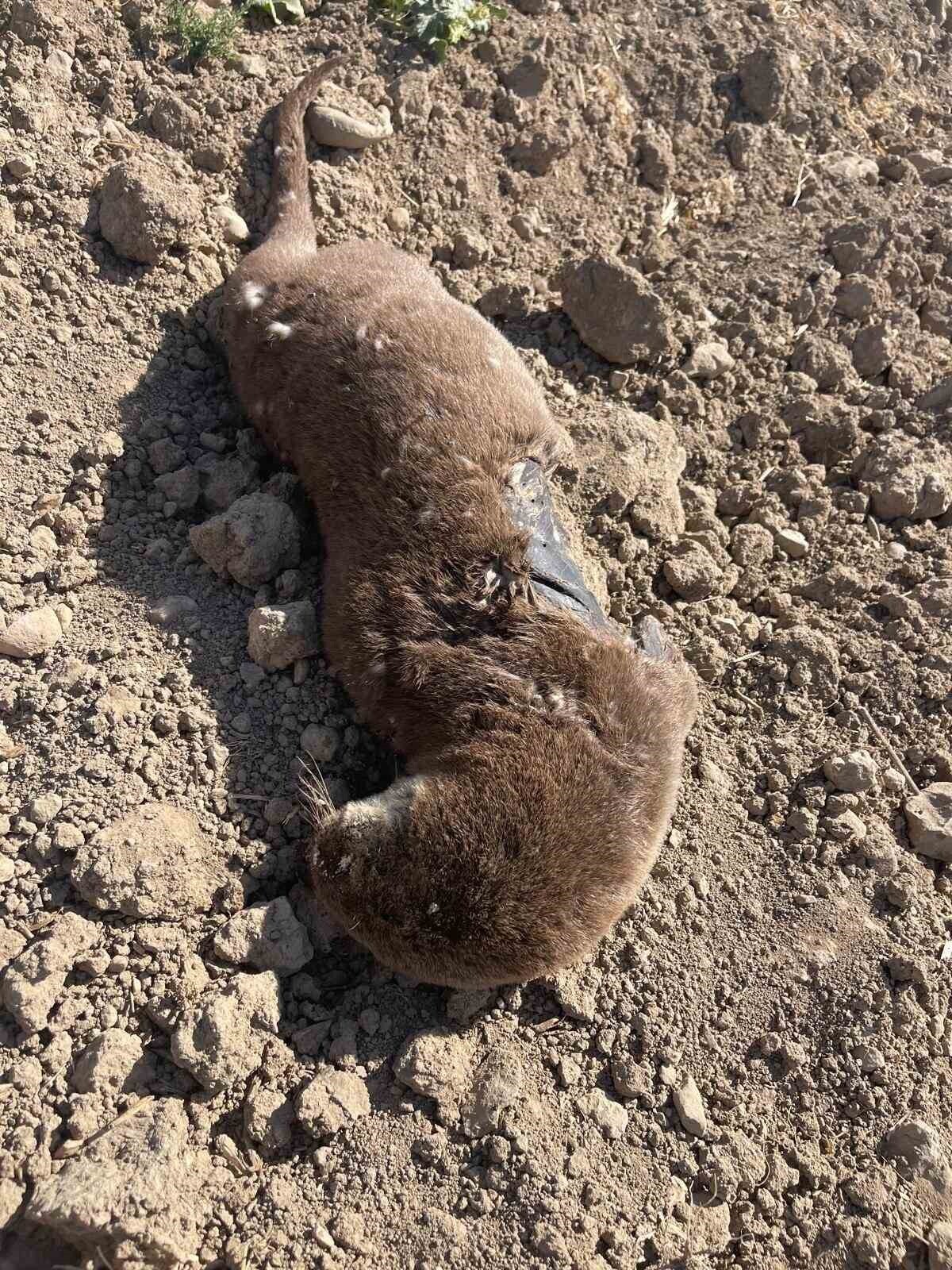 ATMAN'IN GERCÜŞ İLÇESİNDE NESLİ TÜKENME TEHLİKESİ ALTINDAKİ SU SAMURU, ARAZİDE TELEF OLMUŞ HALDE...