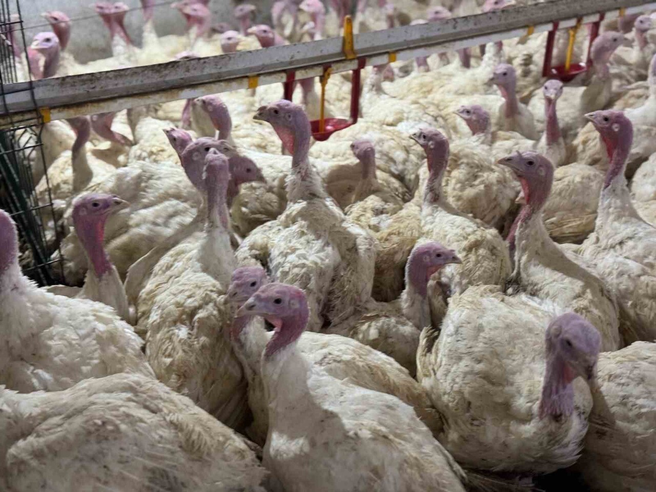 AVRUPA GENELİNDE ARTAN YÜKSEK PATOJENİTELİ KUŞ GRİBİ (HPAI) VAKALARI NEDENİYLE BOLU İL TARIM VE...