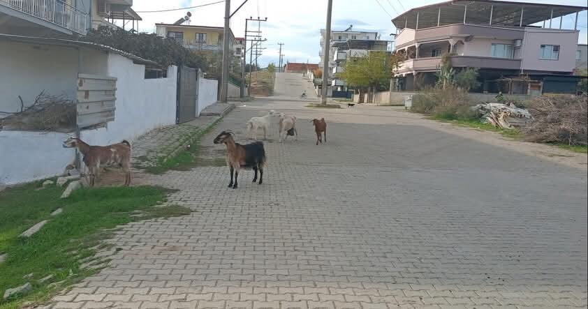 AYDIN'IN GERMENCİK İLÇESİNDE VATANDAŞLARIN ARTAN ŞİKAYETLERİ ÜZERİNE HAREKETE GEÇEN GERMENCİK...