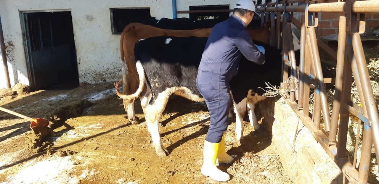 AYDIN’DA ŞAP HASTALIĞIYLA MÜCADELE ÇALIŞMALARI HIZ KESMEDEN DEVAM EDİYOR. İLÇE GENELİNDE YÜRÜTÜLEN...