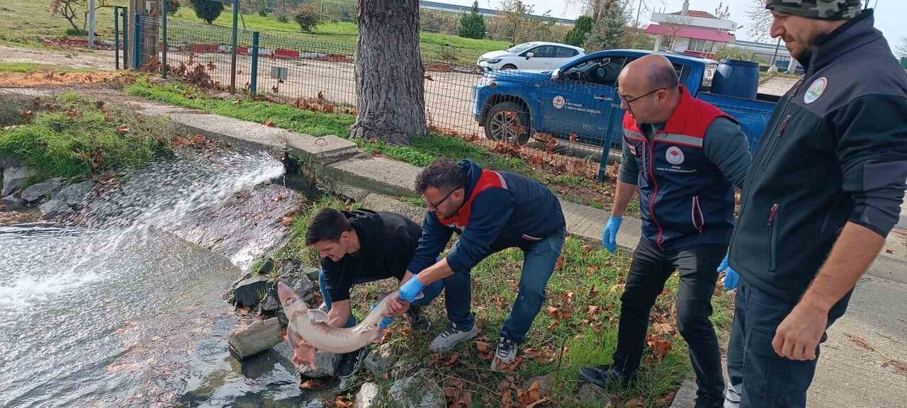 BALIKÇININ AĞLARINA TAKILAN MERSİN BALIĞI KORUMA ALTINA ALINDI