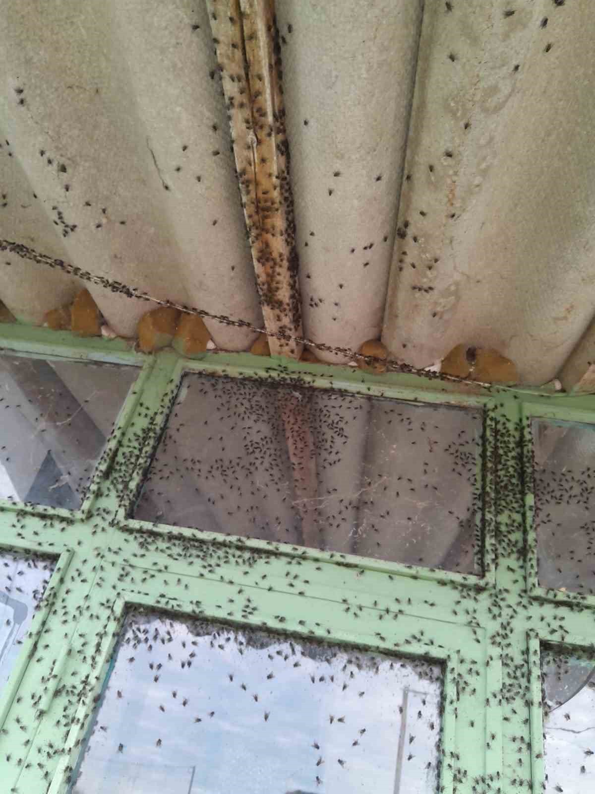 BALIKESİR'İN GÖNEN İLÇESİNE BAĞLI HACIMENTEŞ MAHALLESİ'NDE VATANDAŞLAR KARA SİNEK İSTİLASINDAN...