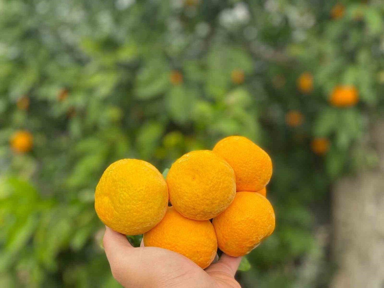 BALIKESİR’DE COĞRAFİ İŞARETLİ HAVRAN MANDALİNASINDA HASAT TÜM HIZIYLA DEVAM EDİYOR.